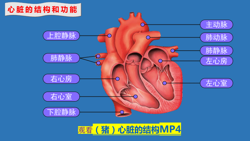 心脏左右心室图简图图片