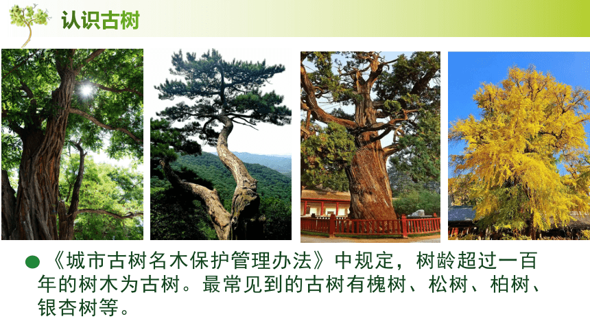 9. 画古树（课件共20张PPT）人美版（北京） 美术三年级下册