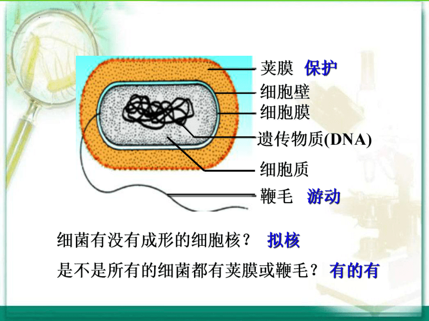 5.18.1微生物在生物圈中的作用课件(共49张PPT)2022--2023学年北师大版生物八年级上册