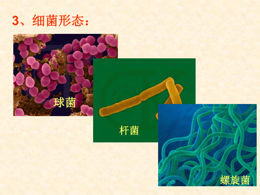 六年级下册科学课件- 《走近微生物世界 形成认识》 北京课改版  (共22张PPT)