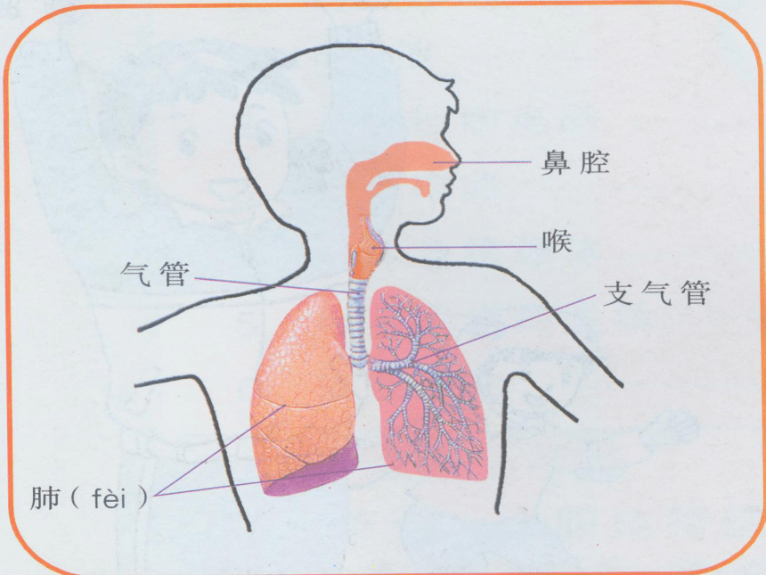 小学科学  湘教版  五年级上册  一 认识我们自己  2 比较吸进的气体和呼出的气体课件