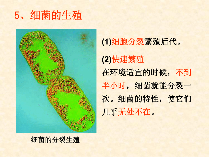 六年级下册科学课件- 《走近微生物世界 形成认识》 北京课改版  (共22张PPT)