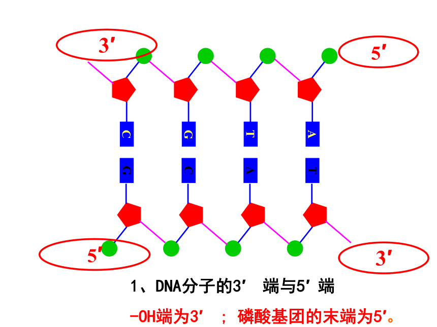 高中生物选修一5.2《多聚酶链式反应扩增DNA片段》人教版(66张PPT)