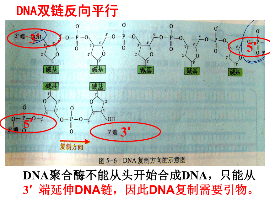 高中生物选修一5.2《多聚酶链式反应扩增DNA片段》人教版(66张PPT)