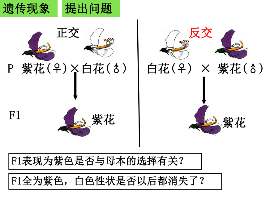 浙科版高中生物必修2第1章第1节分离定律(共48张PPT)