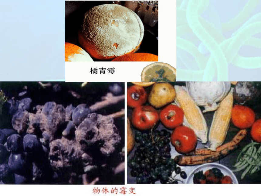 真菌和细菌（课件 45张PPT）
