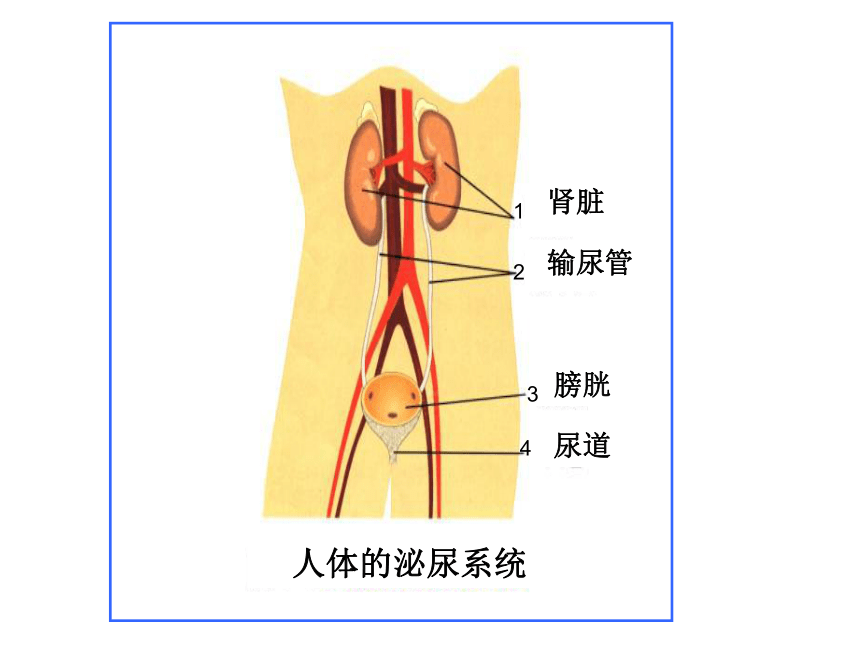 上海版八年级上册生物  1.2.7 泌尿系统是如何维持内环境稳定的 课件(17张PPT)