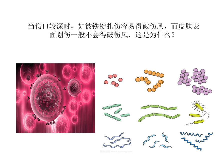 人教版八上第四章细菌和真菌第二节细菌课件（21张ppt）