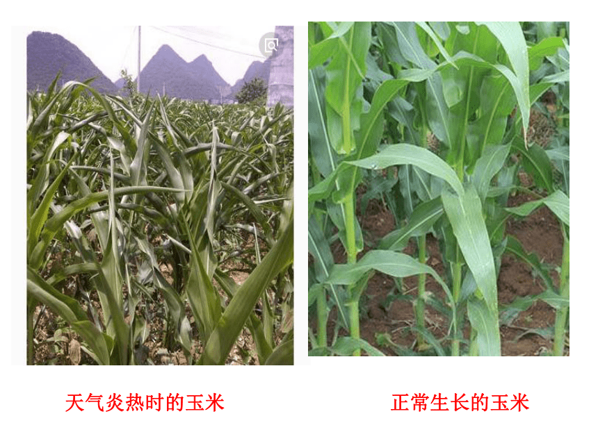 冀教版一年级科学天气与动植物 课件