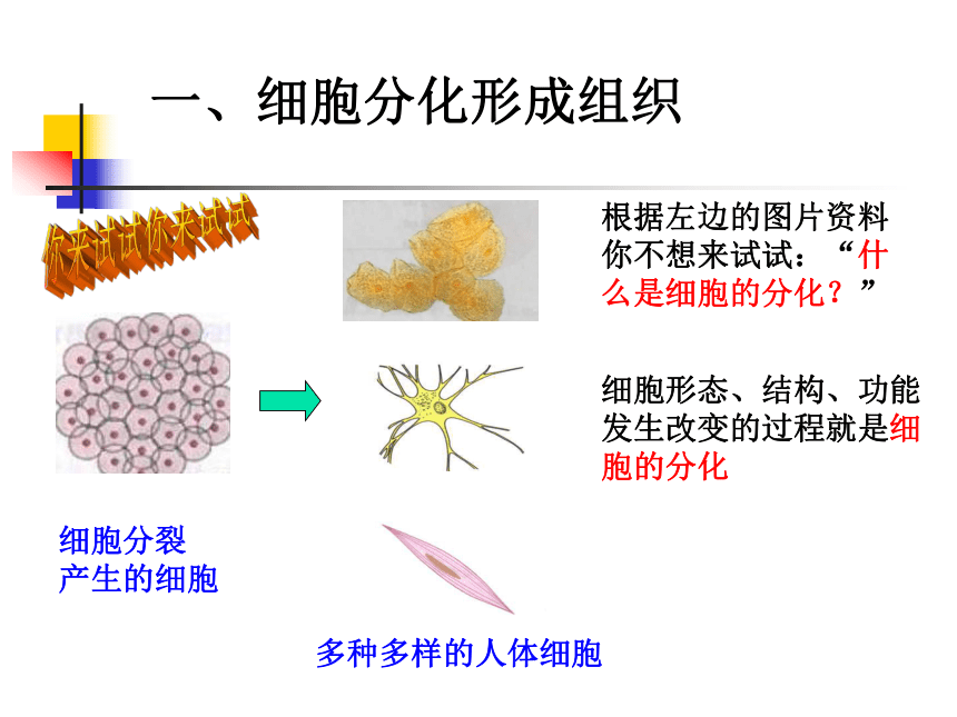 人教版七年级生物上册课件：2．2．2《动物体的结构层次》课件 （共22张PPT）