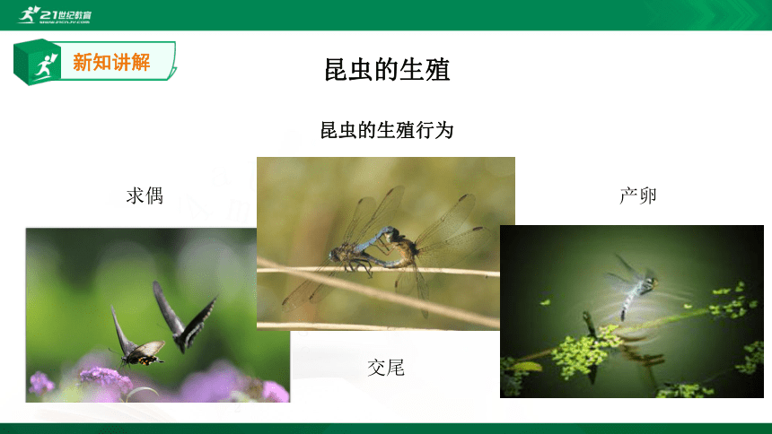 4.2.1 昆虫的生殖和发育 课件（19张PPT）