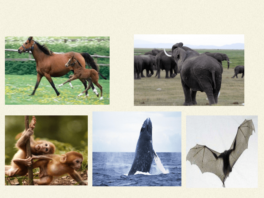 人教版八年级上册 生物5.1.7哺乳动物 课件 （27张PPT）