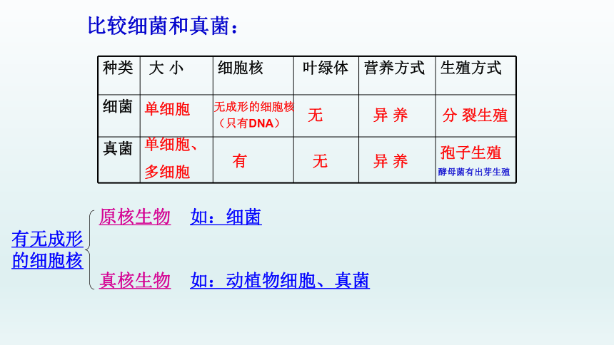 人教版八年级生物上册  5.4.4 细菌和真菌自然界中的作用课件（28张PPT）