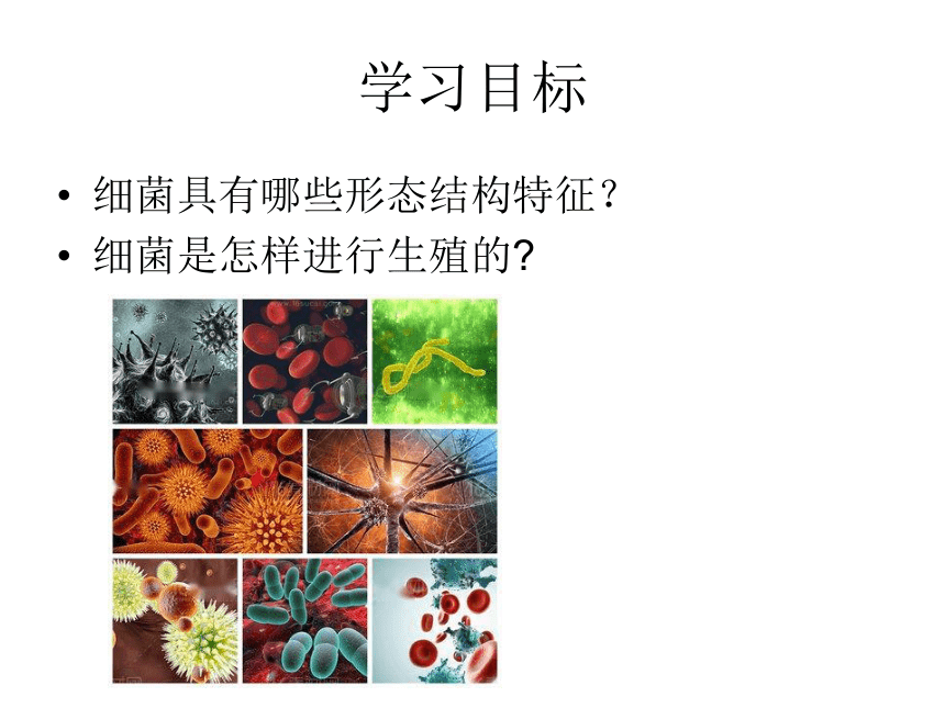人教版八上第四章细菌和真菌第二节细菌课件（21张ppt）