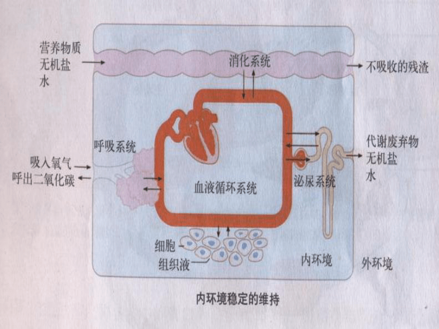 上海版八年级上册生物  1.2.7 泌尿系统是如何维持内环境稳定的 课件(17张PPT)