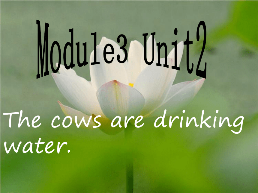 Unit 2 The cows are drinking water 课件