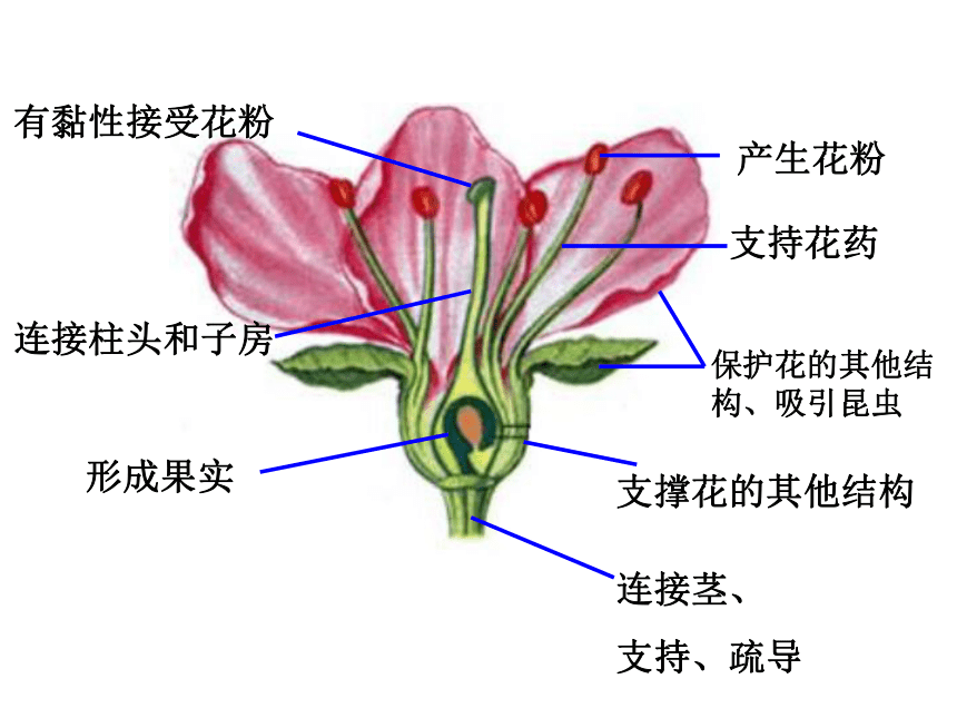 济南版生物八上第四单元第一章  第一节 花的结构和类型  第1课时课件（21张ppt）