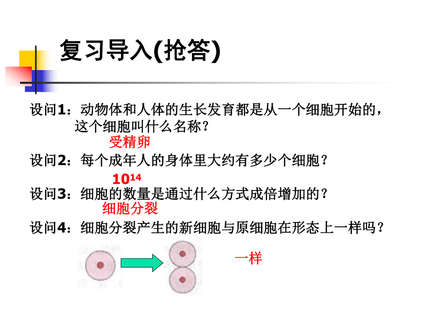 人教版七年级生物上册课件：2．2．2《动物体的结构层次》课件 （共22张PPT）