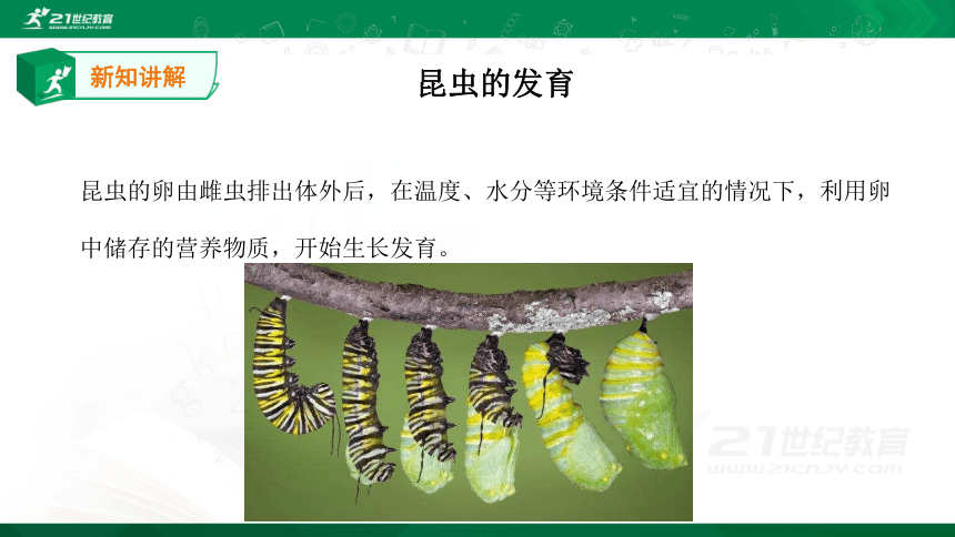 4.2.1 昆虫的生殖和发育 课件（19张PPT）