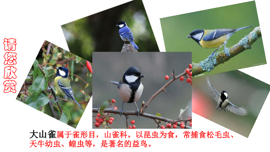 第三节 鸟的生殖和发育 课件（28张PPT）