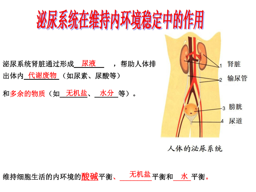 上海版八年级上册生物  1.2.7 泌尿系统是如何维持内环境稳定的 课件(17张PPT)