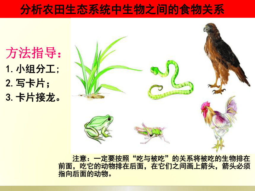 冀教版八年级下册生物  7.2.2食物链和食物网 课件(23张PPT)