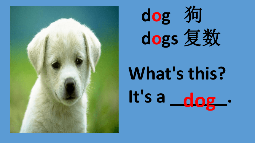 Lesson 2 Cats and Dogs  课件(共26张PPT)