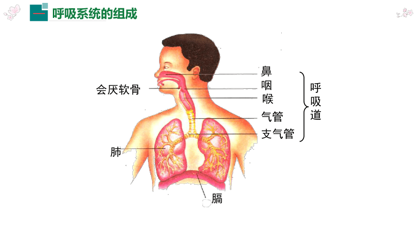 3.1 呼吸道对空气的处理 人教版七年级下册生物课件(共21张PPT)