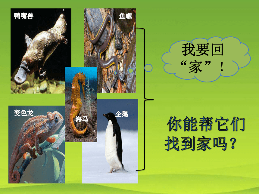 22.4 动物的主要类群课件 （19张PPT）