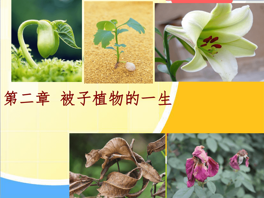 第一节 种子的萌发课件（29张PPT）