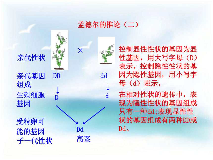 第三节 基因的显性和隐性课件（31张PPT）