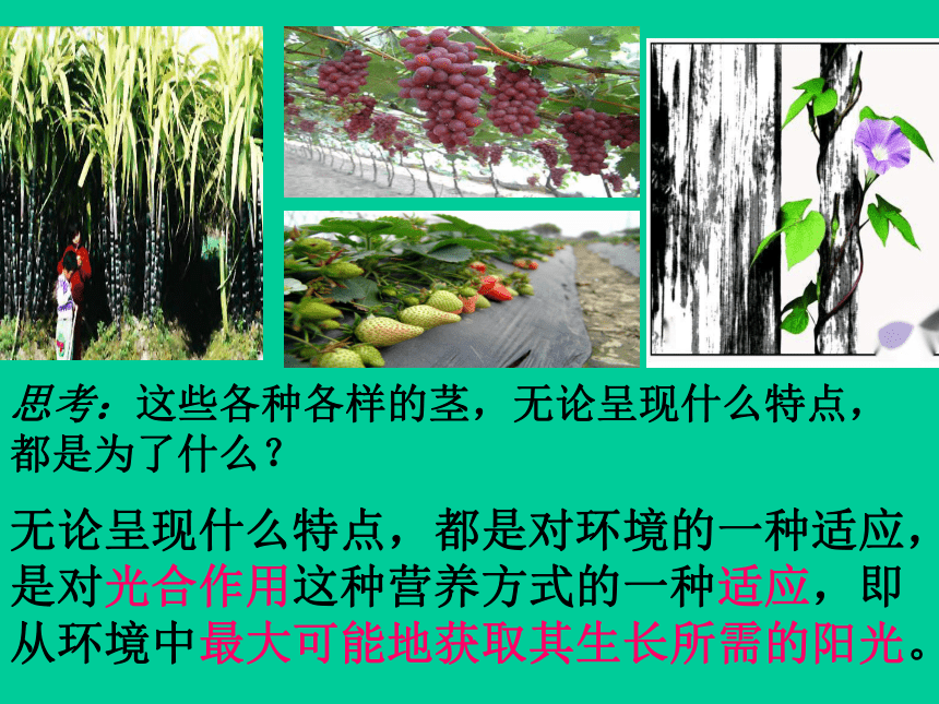 浙教版八下科学4.4-植物的茎与物质运输（课件 48张ppt）