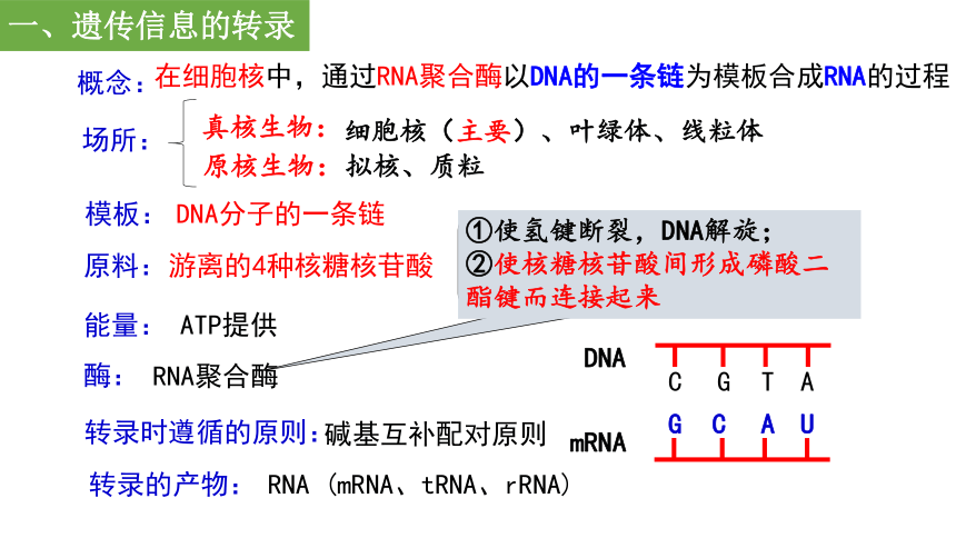 生物人教版（2019）必修2 4.1基因指导蛋白质的合成（共58张ppt1个视频）