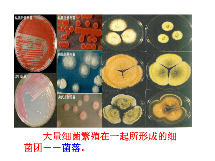 1.6细菌和真菌的繁殖