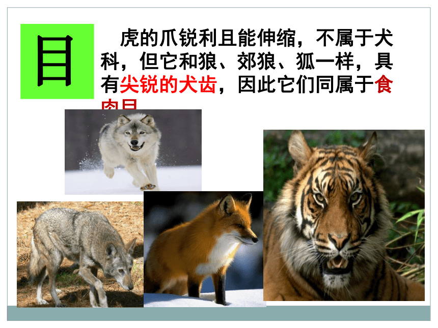 从种到界 课件（共24张PPT）