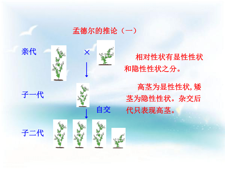 第三节 基因的显性和隐性课件（31张PPT）