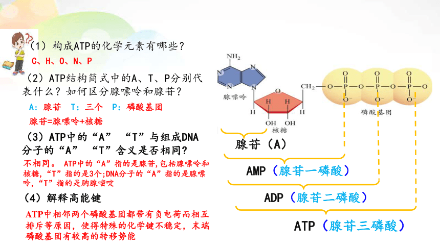 人教版（2019）必修1课件: 5.2 细胞的能量“货币”ATP(共25张PPT)