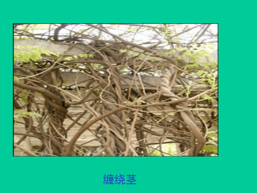 浙教版八下科学4.4-植物的茎与物质运输（课件 48张ppt）