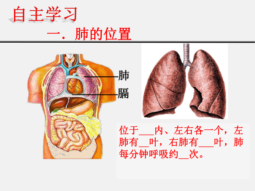 发生在肺内的气体交换课件 （共18张PPT）