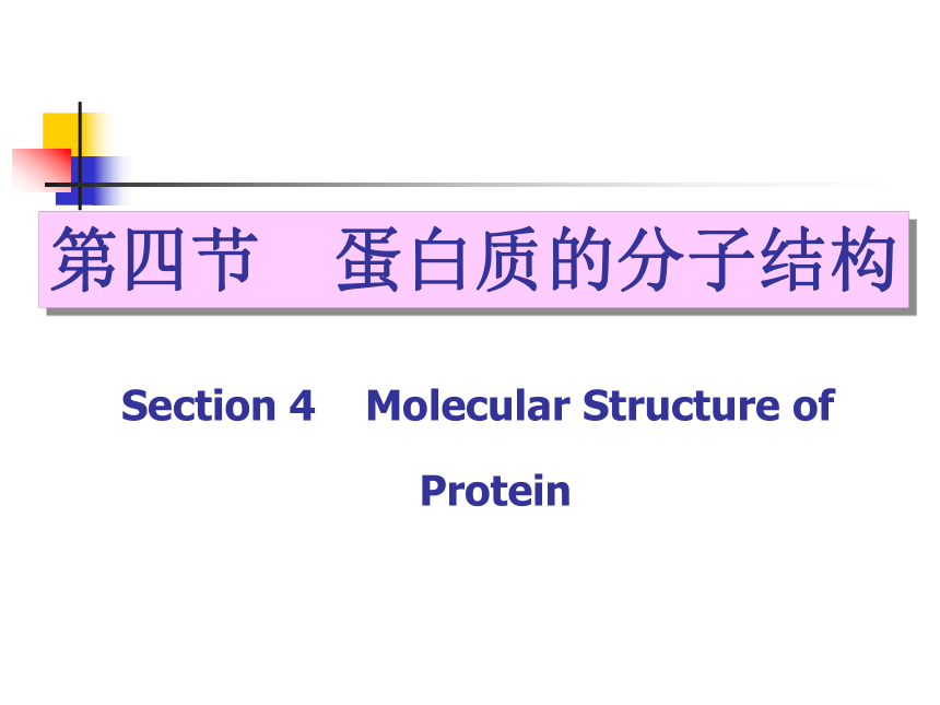 蛋白质的分子结构