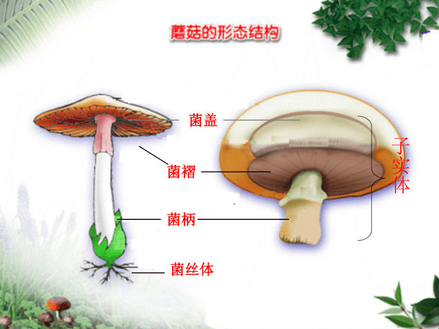 5.4.3真菌课件(共28张PPT+素材)