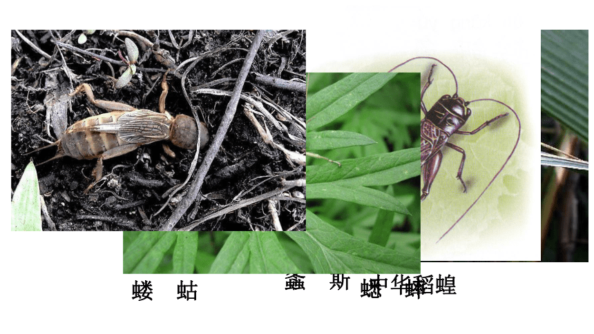 第三节节肢动物教学课件 (共21张PPT)