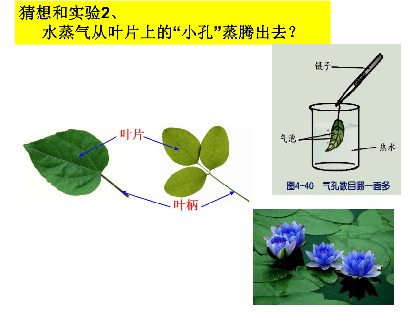 4.5 植物的叶与蒸腾作用（第1课时）（课件 15张ppt）