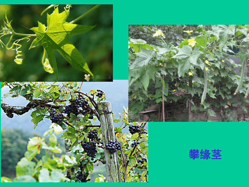 浙教版八下科学4.4-植物的茎与物质运输（课件 48张ppt）