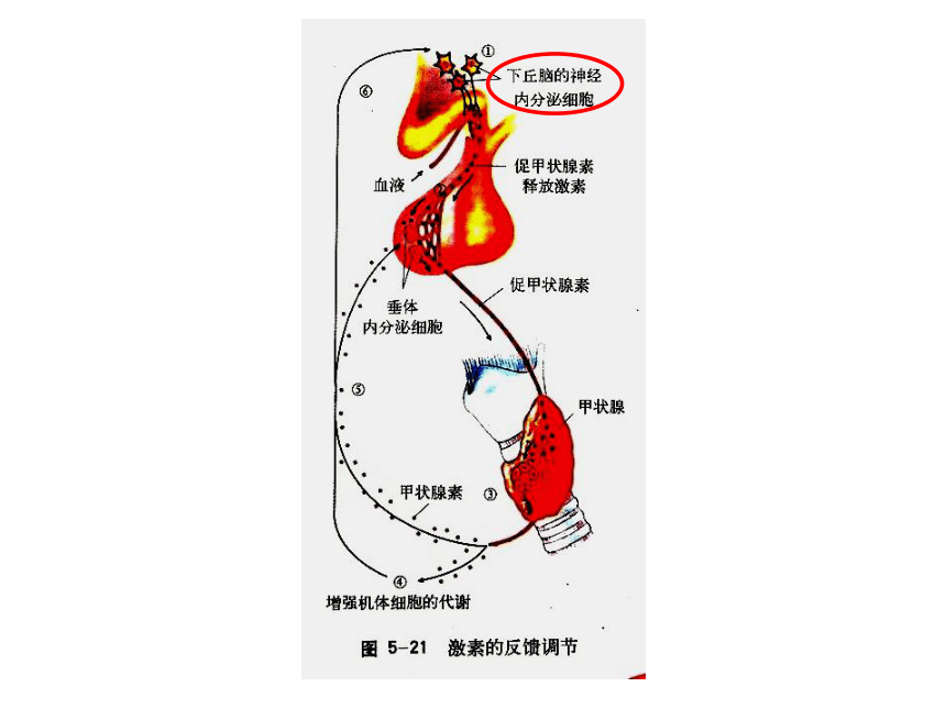 沪科版高中生物第二册第五章第三节内分泌系统中信息的传递和调节课件32张PPT