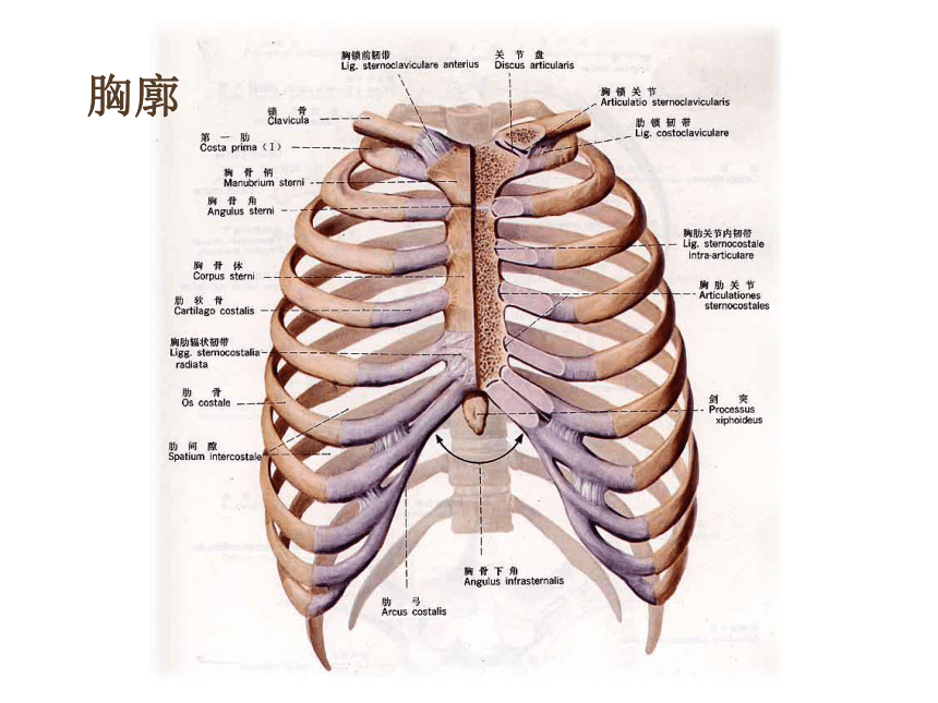 鲁科版 七年级上册生物3.2 发生在肺内的气体交换课件(共20张PPT)