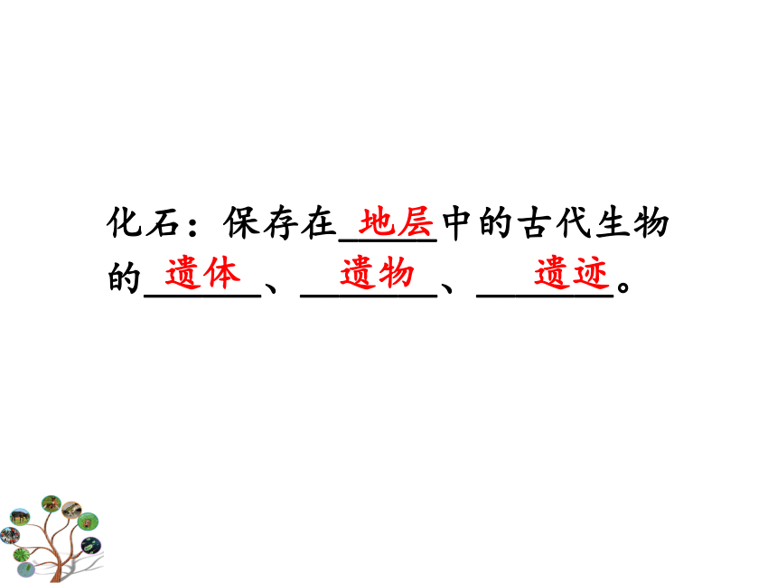 冀教版八下生物 6.3.2生物的进化 课件 (24张PPT)