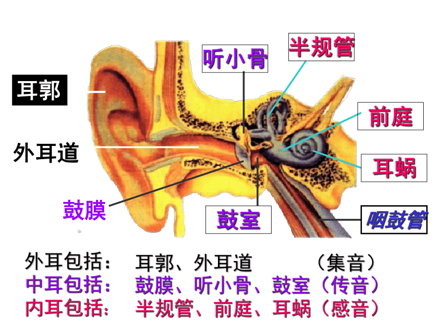 2.3 耳和听觉—2020-2021学年浙教版七年级科学下册课件(课件 28张ppt)