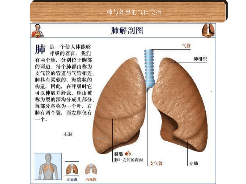 鲁科版 七年级上册生物3.2 发生在肺内的气体交换课件(共20张PPT)