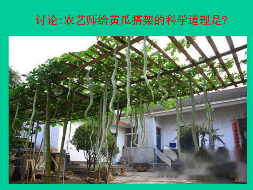 浙教版八下科学4.4-植物的茎与物质运输（课件 48张ppt）